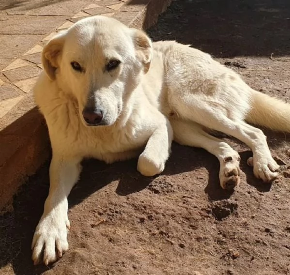 Ziguli il timido cagnolino dal sorriso speciale | Foto 3