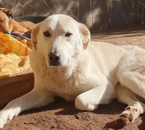 Ziguli il timido cagnolino dal sorriso speciale | Foto 2