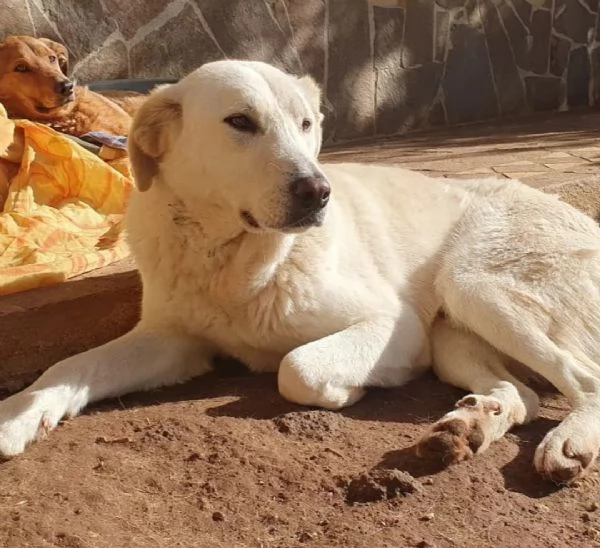Ziguli il timido cagnolino dal sorriso speciale | Foto 1