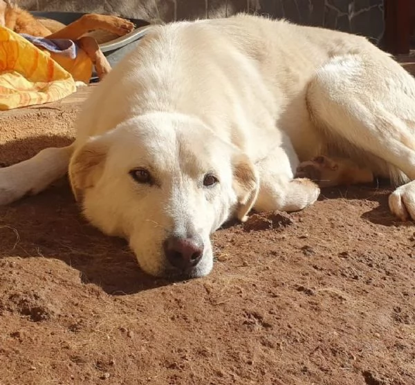 Ziguli il timido cagnolino dal sorriso speciale | Foto 0