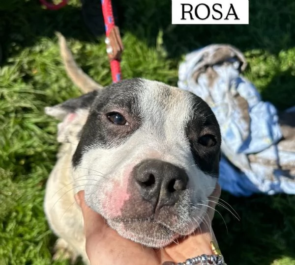 Rosa la prima di 3 cucciole bellissime e monelle