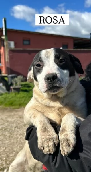 Rosa la prima di 3 cucciole bellissime e monelle | Foto 6