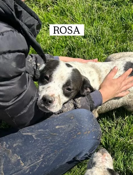 Rosa la prima di 3 cucciole bellissime e monelle | Foto 5