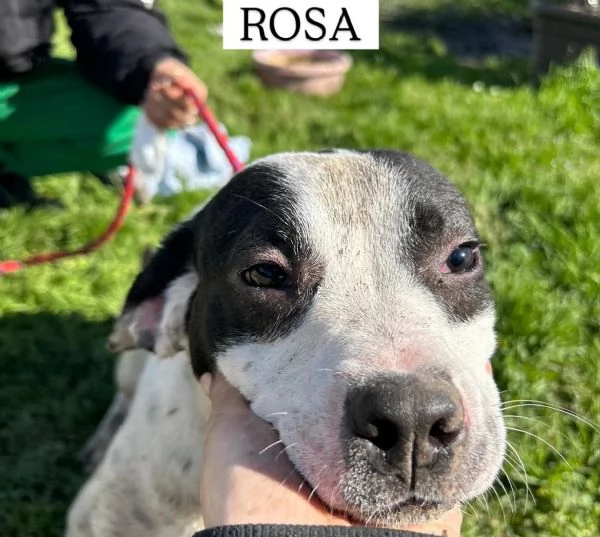 Rosa la prima di 3 cucciole bellissime e monelle | Foto 3