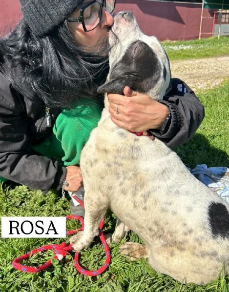 Rosa la prima di 3 cucciole bellissime e monelle | Foto 2