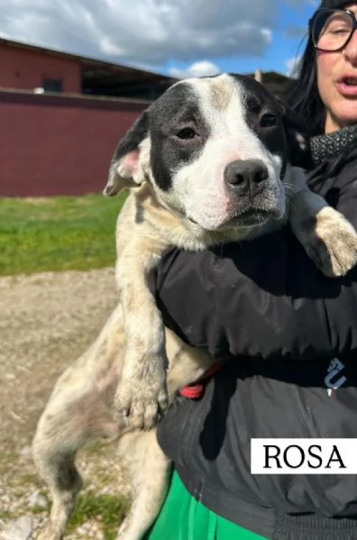 Rosa la prima di 3 cucciole bellissime e monelle | Foto 1