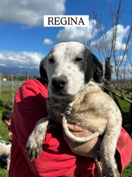 Regina la 2 di 3 cucciole bellissime e monelle | Foto 6