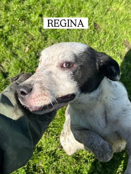 Regina la 2 di 3 cucciole bellissime e monelle | Foto 5