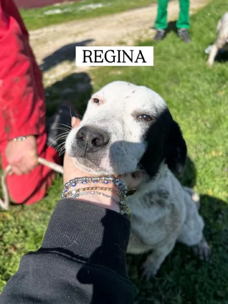 Regina la 2 di 3 cucciole bellissime e monelle | Foto 4