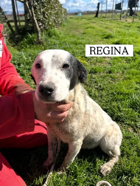 Regina la 2 di 3 cucciole bellissime e monelle | Foto 3