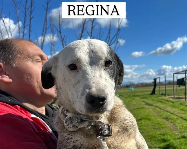 Regina la 2 di 3 cucciole bellissime e monelle