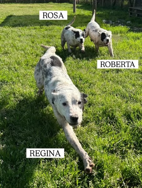 Regina la 2 di 3 cucciole bellissime e monelle | Foto 2