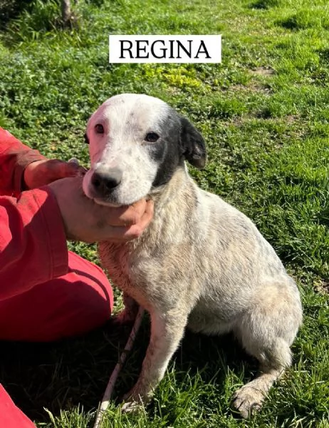 Regina la 2 di 3 cucciole bellissime e monelle | Foto 0
