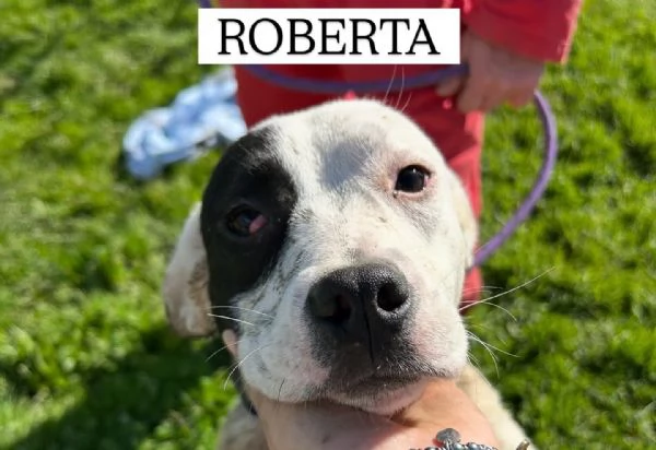 Roberta la 3 di 3 cucciole bellissime e monelle | Foto 6