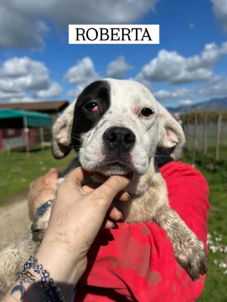 Roberta la 3 di 3 cucciole bellissime e monelle | Foto 5