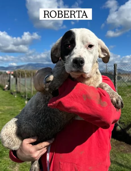 Roberta la 3 di 3 cucciole bellissime e monelle | Foto 2