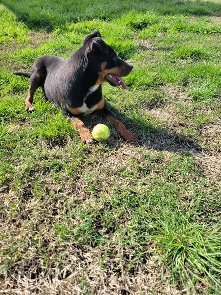 Bullo il tenerone | Foto 6