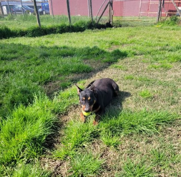 Bullo il tenerone | Foto 5