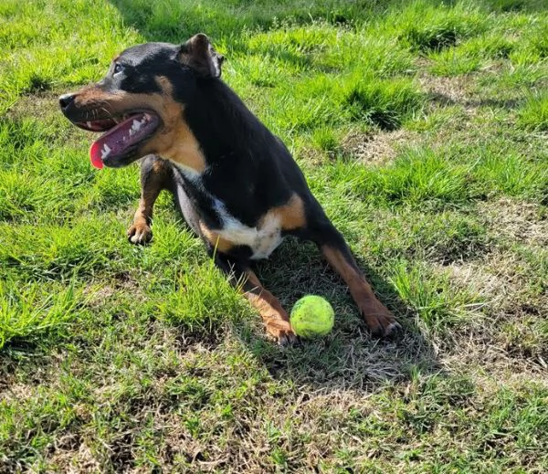 Bullo il tenerone | Foto 4