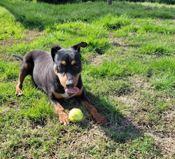 Bullo il tenerone | Foto 3