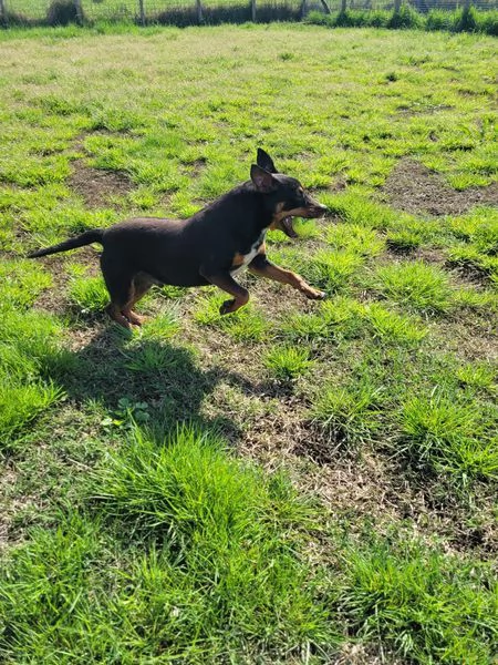 Bullo il tenerone | Foto 1