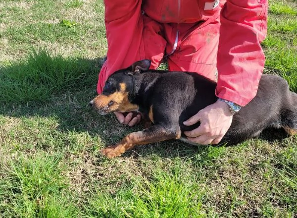 Bullo il tenerone | Foto 0