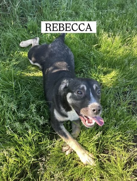 REBECCA cucciolandia | Foto 6