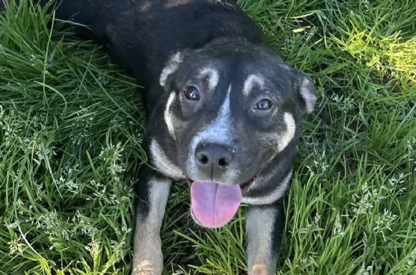 REBECCA cucciolandia