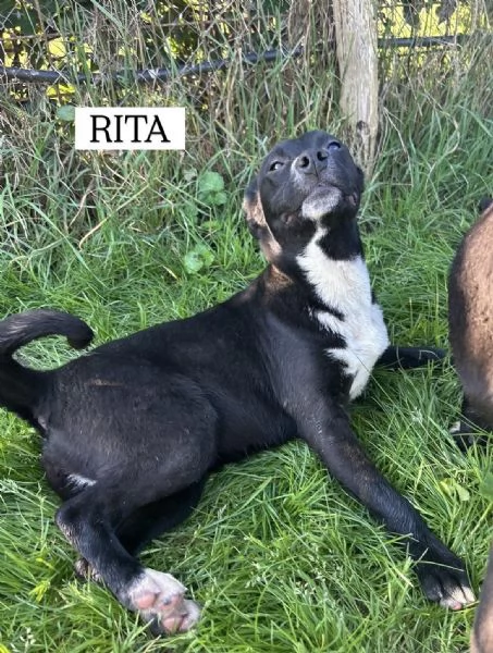 RITA cucciolandia | Foto 2