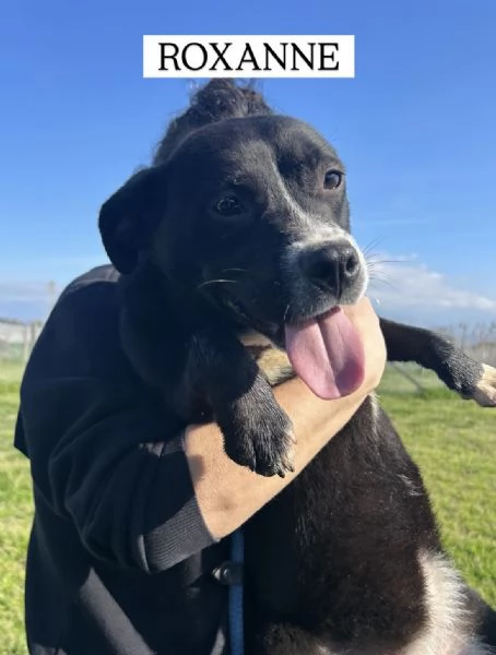 ROXANNE cucciolandia | Foto 4