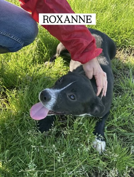 ROXANNE cucciolandia | Foto 2