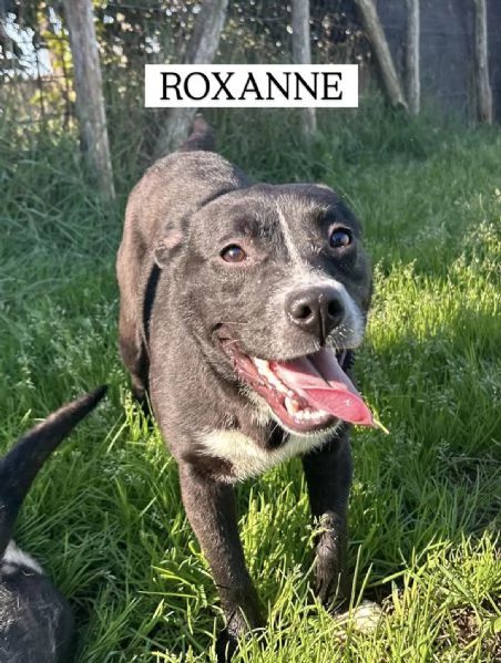 ROXANNE cucciolandia | Foto 1