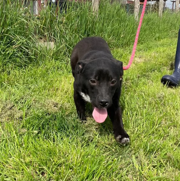 Rodrigo il cucciolo super figo | Foto 6