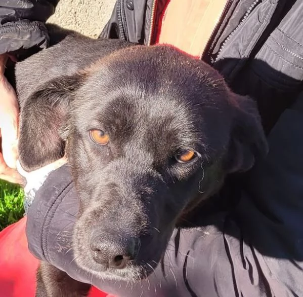Bibbi la gioia del suo essere ti prende il cuore  | Foto 0