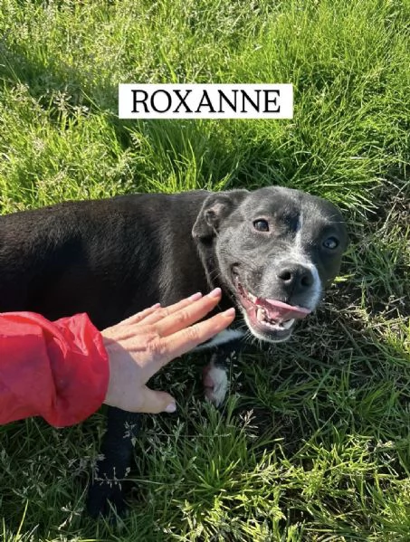 ROXANNE cucciolandia | Foto 6