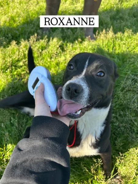 ROXANNE cucciolandia | Foto 4