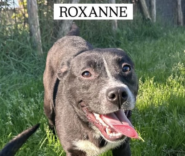 ROXANNE cucciolandia