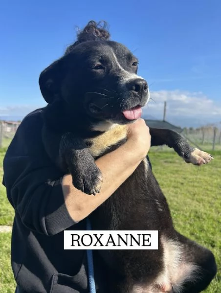 ROXANNE cucciolandia | Foto 1