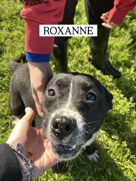ROXANNE cucciolandia | Foto 0