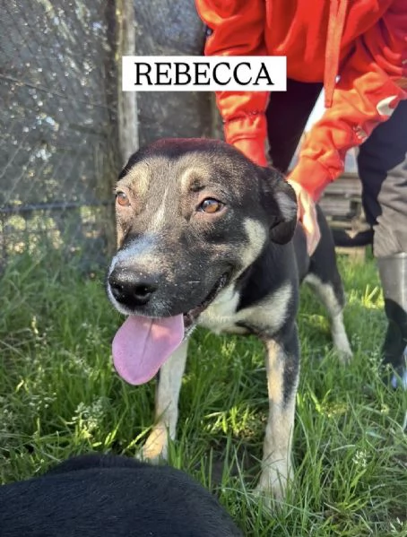 REBECCA cucciolandia | Foto 6