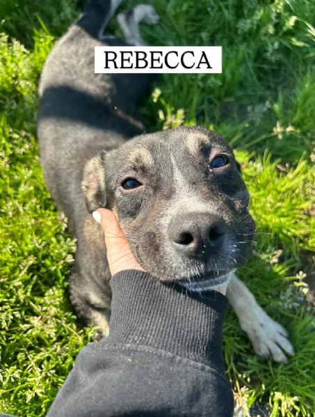 REBECCA cucciolandia | Foto 3