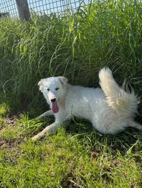 MOLLY un raggio di sole | Foto 4