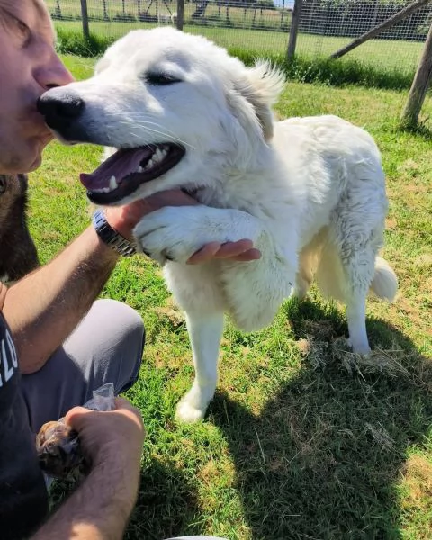 SVEN cucciolone di pastore abruzzese | Foto 6