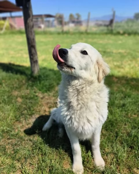 SVEN cucciolone di pastore abruzzese | Foto 5
