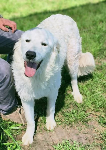 SVEN cucciolone di pastore abruzzese | Foto 4