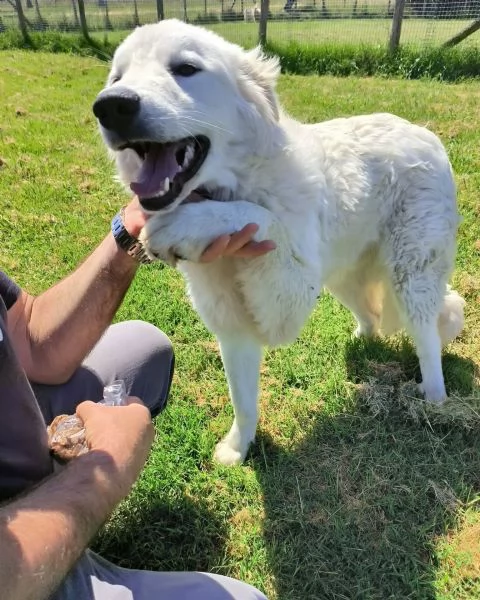 SVEN cucciolone di pastore abruzzese | Foto 3