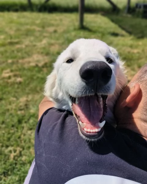 SVEN cucciolone di pastore abruzzese | Foto 2