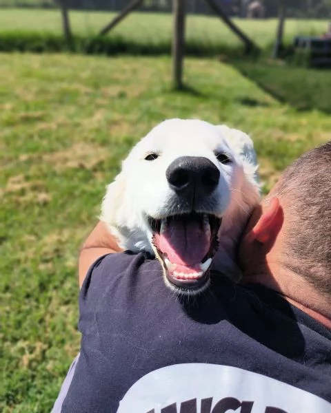 SVEN cucciolone di pastore abruzzese | Foto 0