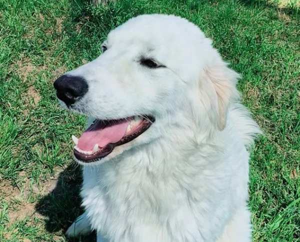 SVEN cucciolone di pastore abruzzese