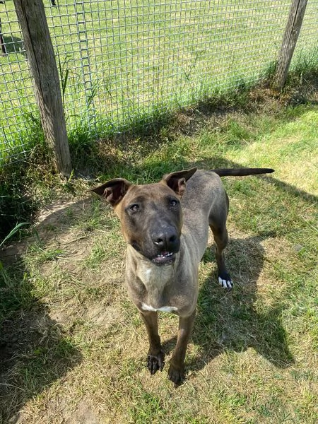 MALI dolce pastore malinois | Foto 6